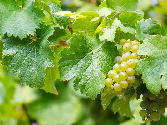 Graševina / Грашевина вино