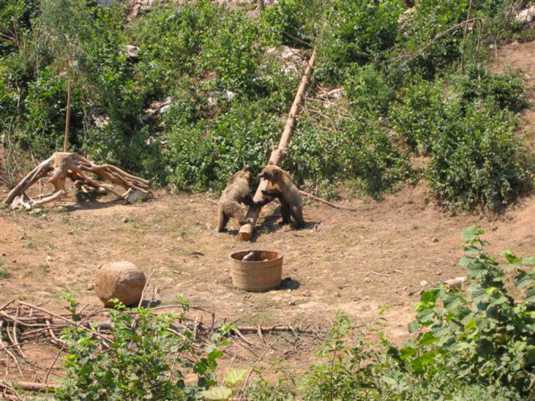 Медвежий заповедник в горах Северный Велебит