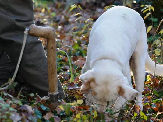 "Охота на чёрных трюфелей” недалеко от Загреба. Фото 2